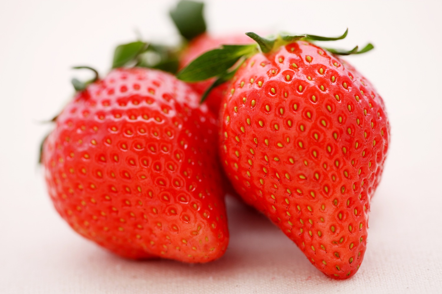 ２月１４日開催の沼田いちご摘み婚活　男女募集中